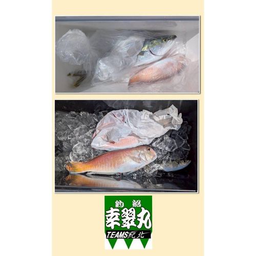 シロアマダイの釣果
