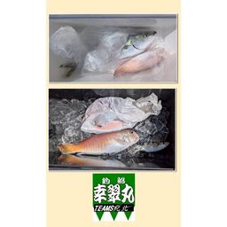 シロアマダイ
