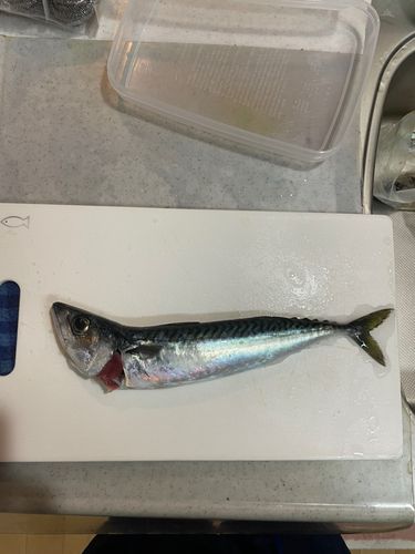 サバの釣果