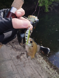 ブルーギルの釣果