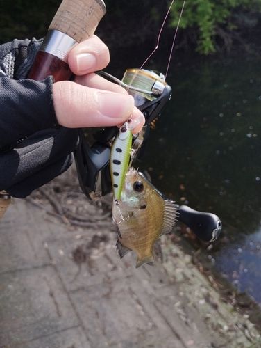 ブルーギルの釣果
