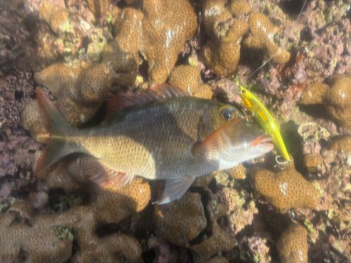 イソフエフキの釣果