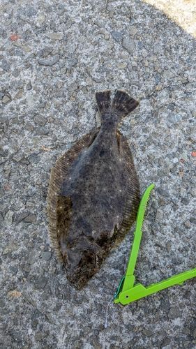 ヒラメの釣果