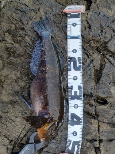 アイナメの釣果