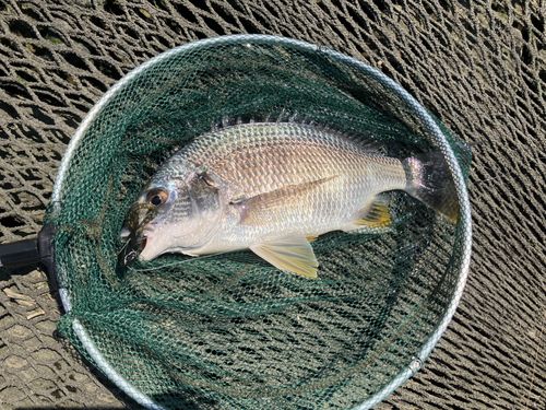 キビレの釣果