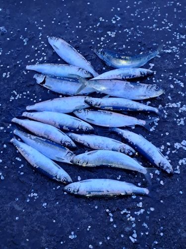 ニシンの釣果