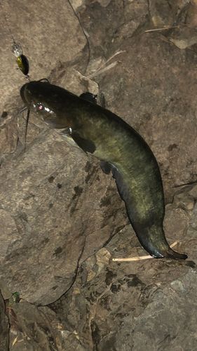 ナマズの釣果