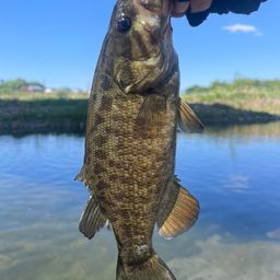 スモールマウスバス