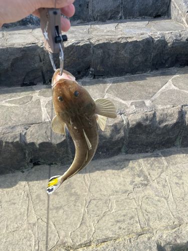 ミナミマゴチの釣果