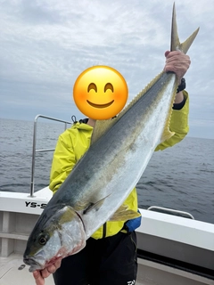 ヒラマサの釣果