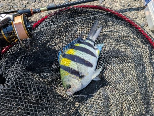 オヤビッチャの釣果