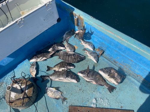 クロダイの釣果