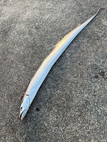 タチウオの釣果