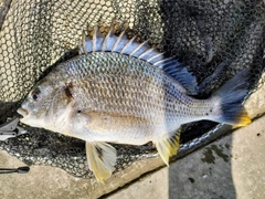 キビレの釣果