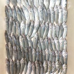 アジ