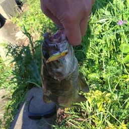 スモールマウスバス