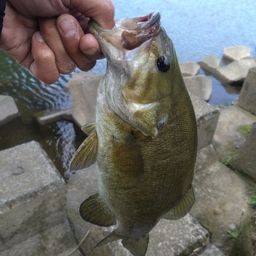 スモールマウスバス