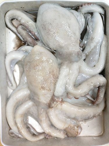 タコの釣果