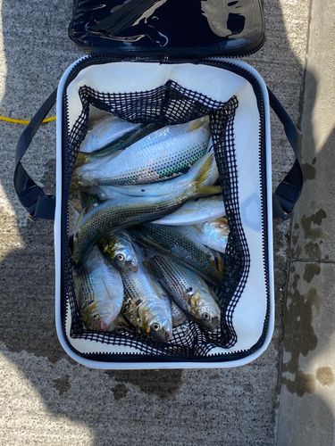 コノシロの釣果