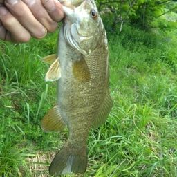 スモールマウスバス