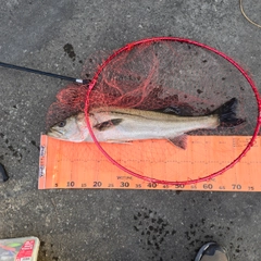 マルスズキの釣果