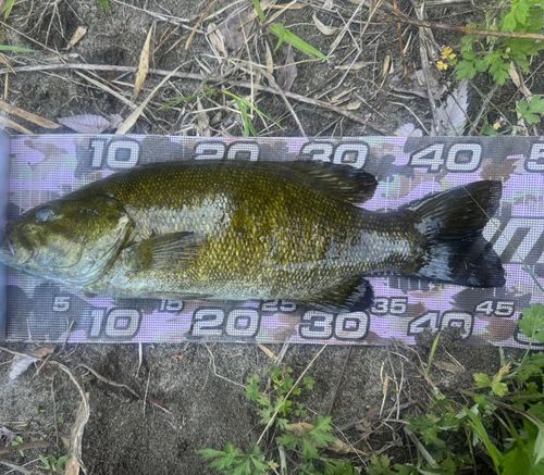 スモールマウスバスの釣果