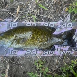 スモールマウスバス