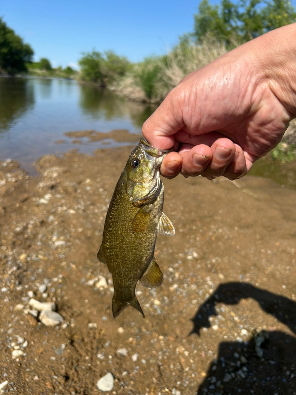 スモールマウスバス