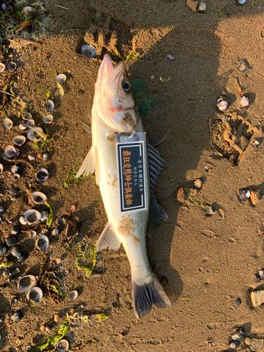 セイゴ（マルスズキ）の釣果