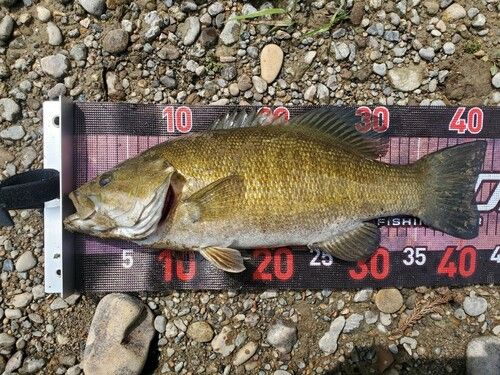 スモールマウスバスの釣果