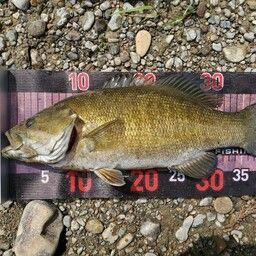 スモールマウスバス