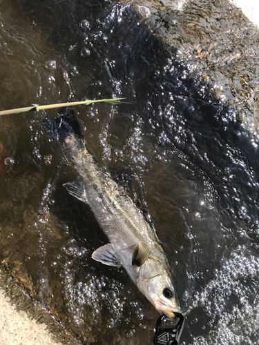 マルスズキの釣果