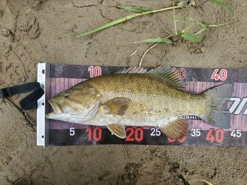スモールマウスバスの釣果