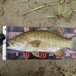 スモールマウスバス