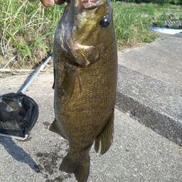 スモールマウスバス