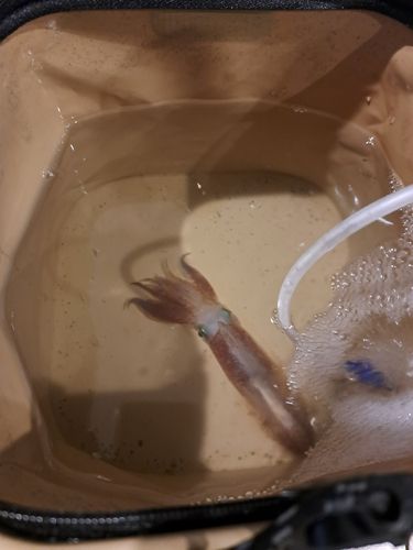 イカの釣果