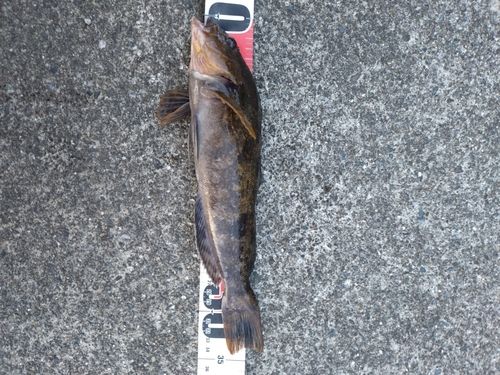 アイナメの釣果