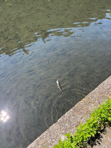 トラウトの釣果
