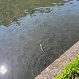 トラウト