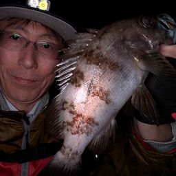 メバル