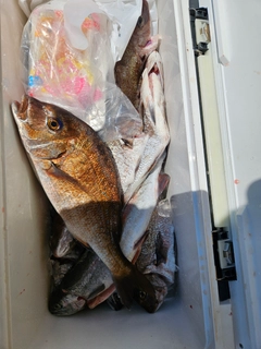 マダイの釣果