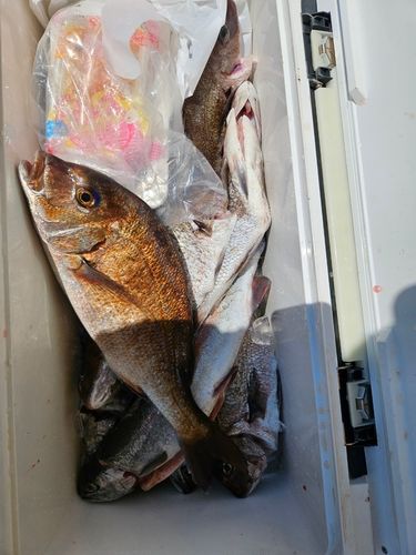 マダイの釣果