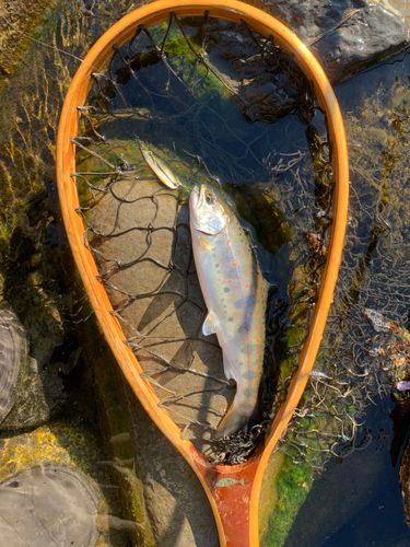 アマゴの釣果