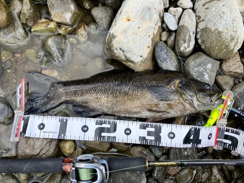 スモールマウスバスの釣果