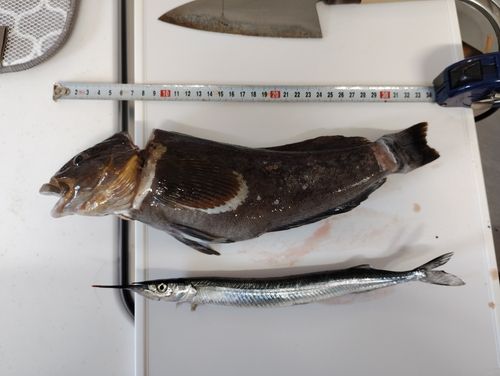 アイナメの釣果