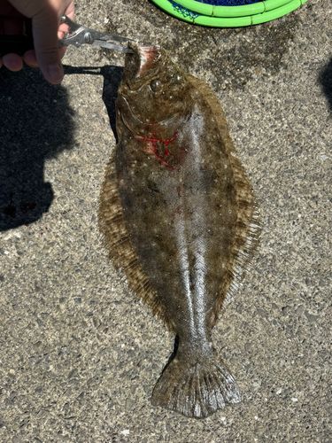 ヒラメの釣果