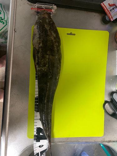 マゴチの釣果