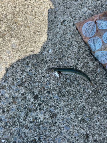 カタクチイワシの釣果