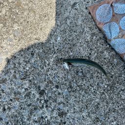 カタクチイワシ