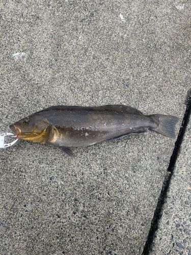 アイナメの釣果
